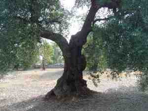 albero