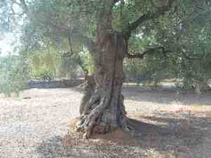 albero