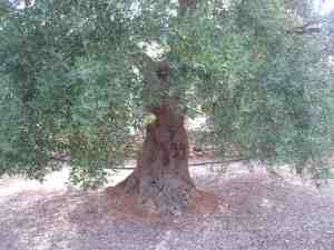 albero