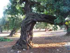 albero