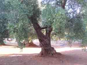 albero