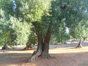 albero