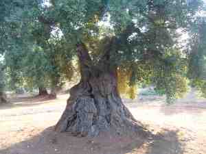 albero
