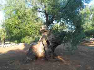 albero