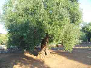 albero