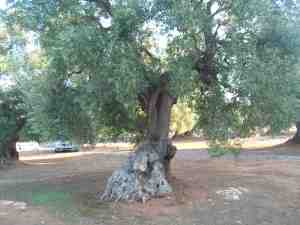 albero