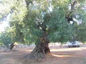 albero