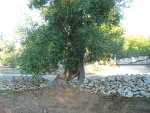 albero