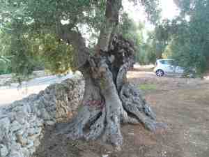 albero