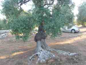 albero