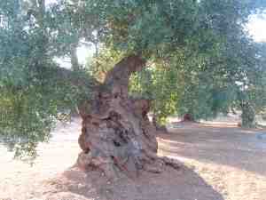 albero