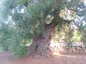 albero
