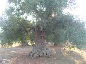 albero