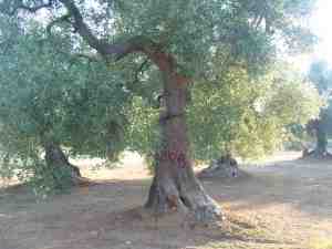 albero