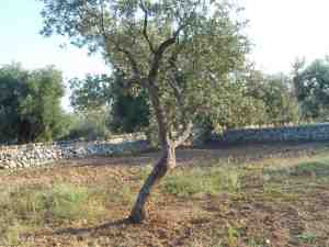 albero