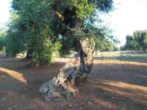 albero