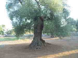 albero