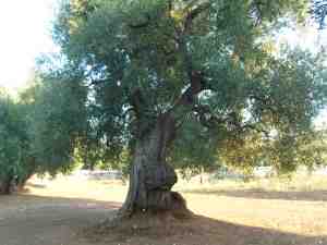 albero