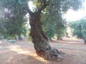 albero