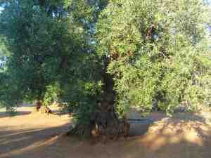 albero