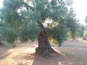 albero
