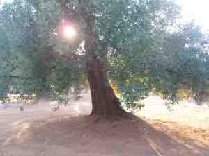 albero