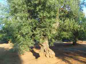 albero