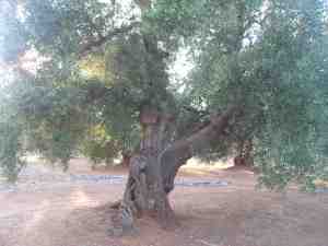 albero