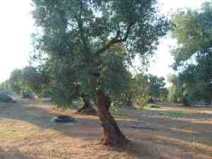 albero