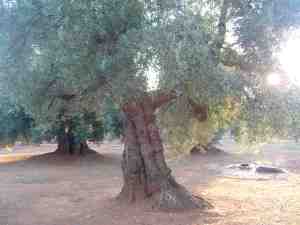 albero