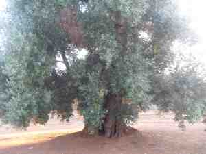 albero