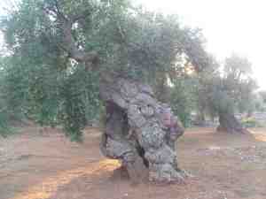 albero
