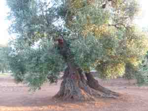 albero