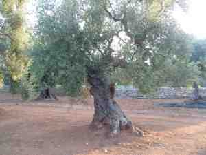 albero