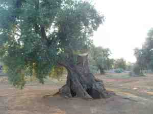 albero