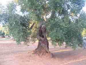 albero