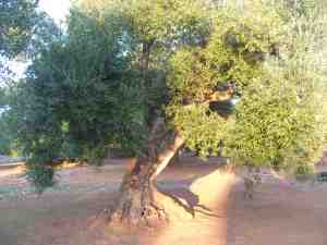 albero