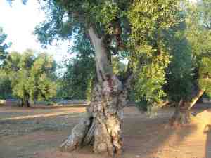 albero