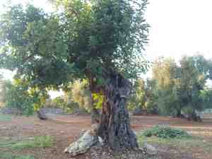 albero