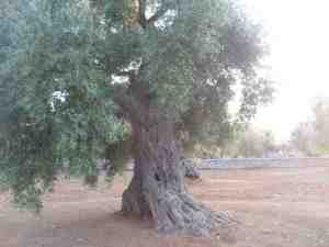 albero