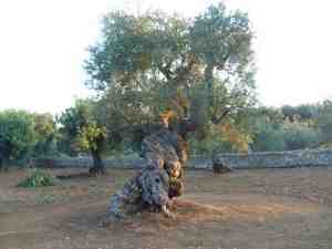 albero