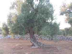 albero