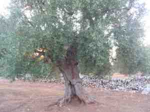 albero