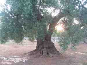 albero