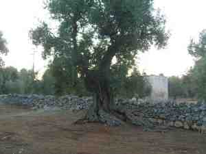 albero
