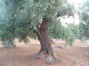 albero