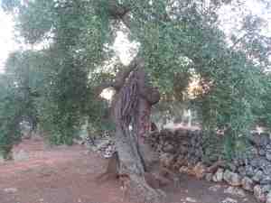 albero