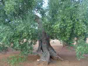 albero