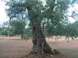 albero