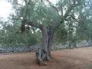 albero